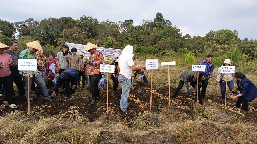 Poktan Marlundu Samosir Panen Kentang