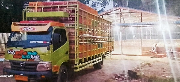 Warga Protes Kandang Penampungan Ayam Broiler Di Desa Faekhu 