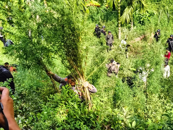 1,2 Ha Ladang Ganja Aceh Utara Dimusnahkan