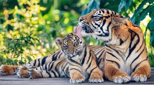Harimau Resahkan Kotanopan, Pemkab Instruksikan Siskamling