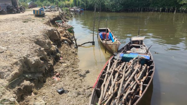 Dua Pelaku Pembalakan Liar Mangrove Wajib Lapor Ke Polres Langsa