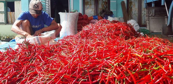 Harga Cabai Merah Melemah