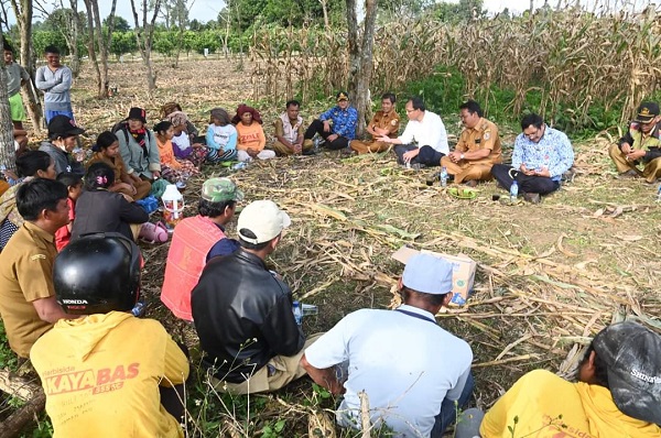 Jagung Berbuah Manis, Poktan Terimakasih Kepada Pemerintah