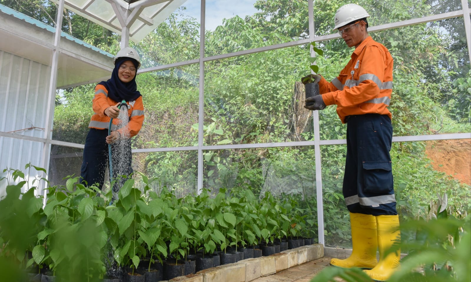 PT AR Tanam Ribuan Pohon Dan Perluas Fasilitas Pembibitan Tanaman