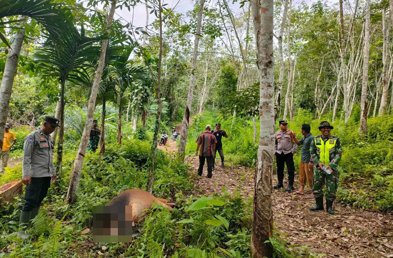 Harimau Kembali Mangsa Sapi Di Aceh Timur