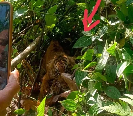 Soal Harimau Hilang Dan Tewas Di Agara, Mapala UGL Kutacane Singgung BKSDA