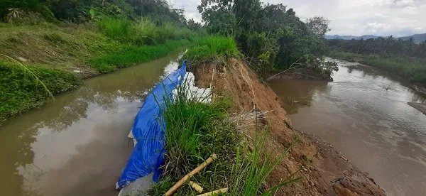 Saluran Induk Jebol, 4.000 Hektar Sawah Tapsel Dan Madina Terancam Gagal Tanam