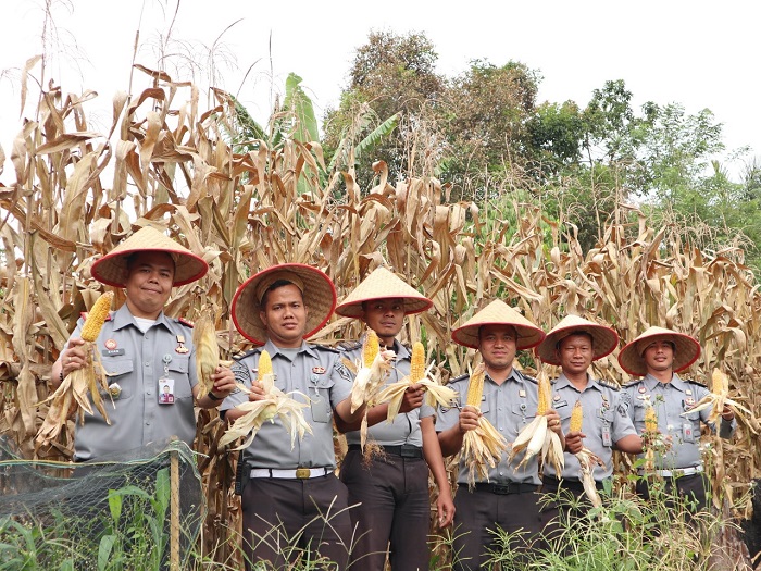 Rutan Tarutung Bersama Warga Binaan Panen Jagung Dan Sayuran