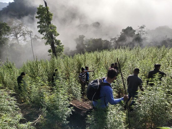 TNI Temukan Ladang Ganja 8,9 Hektar