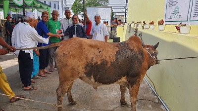 Masjid Ikhwaniyah Sembelih 13 Ekor Lembu