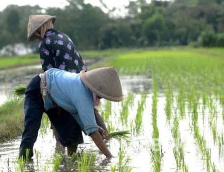 Program Asuransi Usaha Tani Padi Cukupannya Masih Terbatas