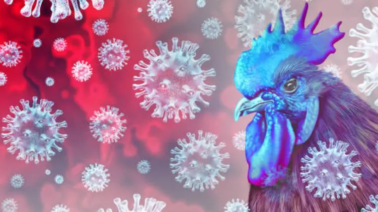 Sumut Zero Kasus Flu Burung Singapura