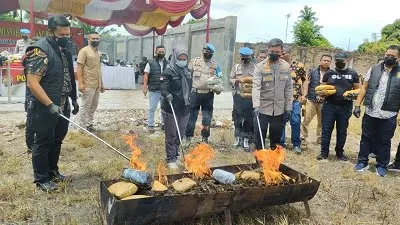 Polrestabes Medan Musnahkan 84 Kg Ganja Kering