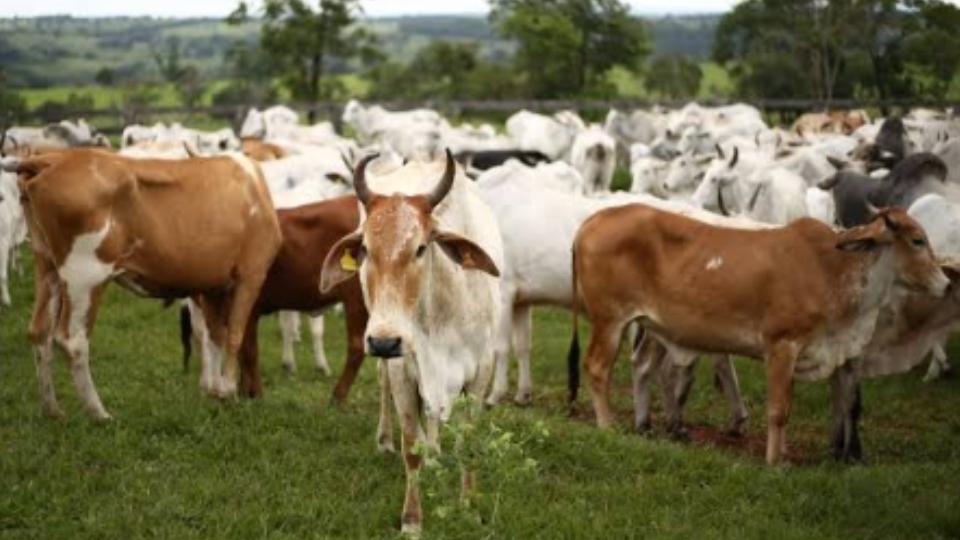 Pemerintah Berencana Impor 50.000 Ekor Sapi Dan 300.000 Ton Kedelai Dari Afrika Selatan
