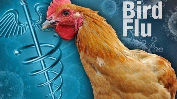 Sumut Waspadai KLB Flu Burung