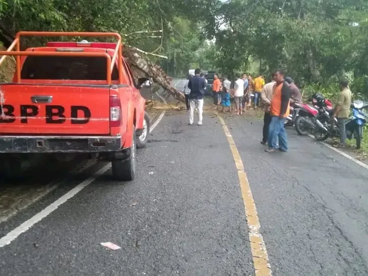 Pohon Tumbang Di Agara Sempat Terganggu Arus Lalulintas