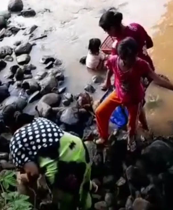 Diduga Akibat Limbah PKS, Banyak Ikan Terapung Di Sungai Sosa