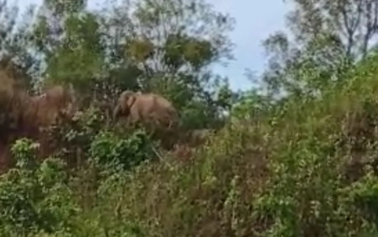 Diinjak Kawanan Gajah, Tubuh Warga Pidie Rusak