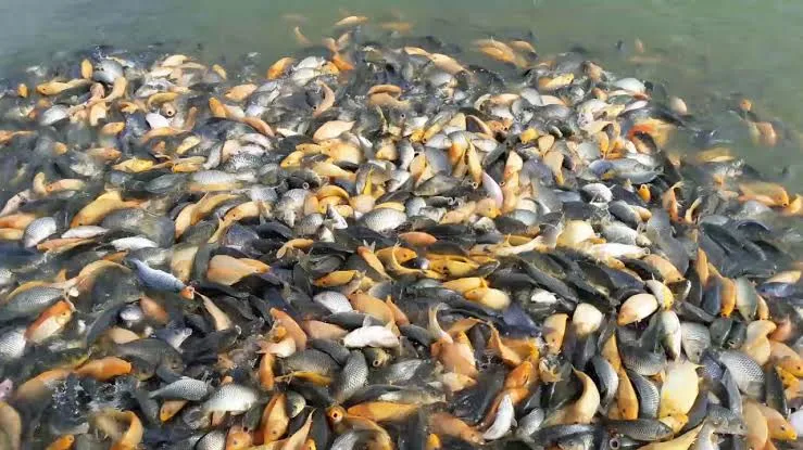 Ikan Tawar Mati Mendadak, Petani Di Agara Rugi Besar