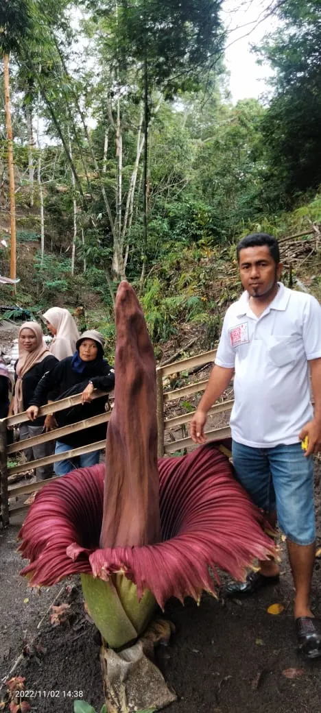 Warga Heboh, Bunga Bangkai Tumbuh Subur Di Pamatang Sidamanik