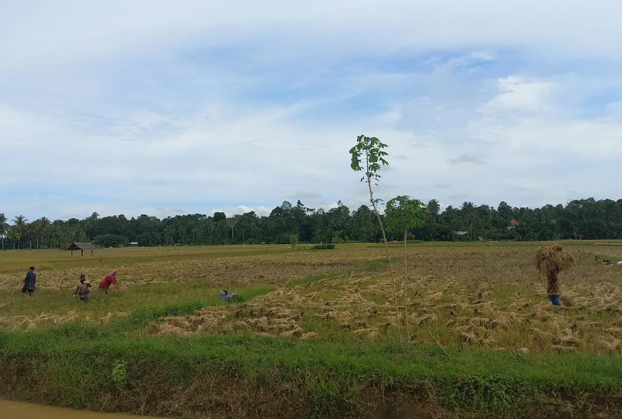 8.400 Hektar Sawah Irigasi Masuki Musim Panen