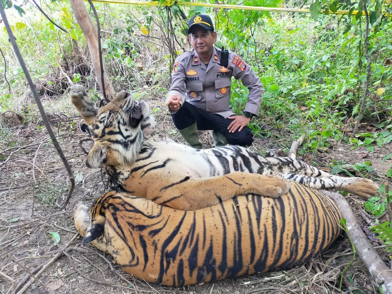 PT Banda Aceh Tambah Hukuman Dua Pembunuh Harimau