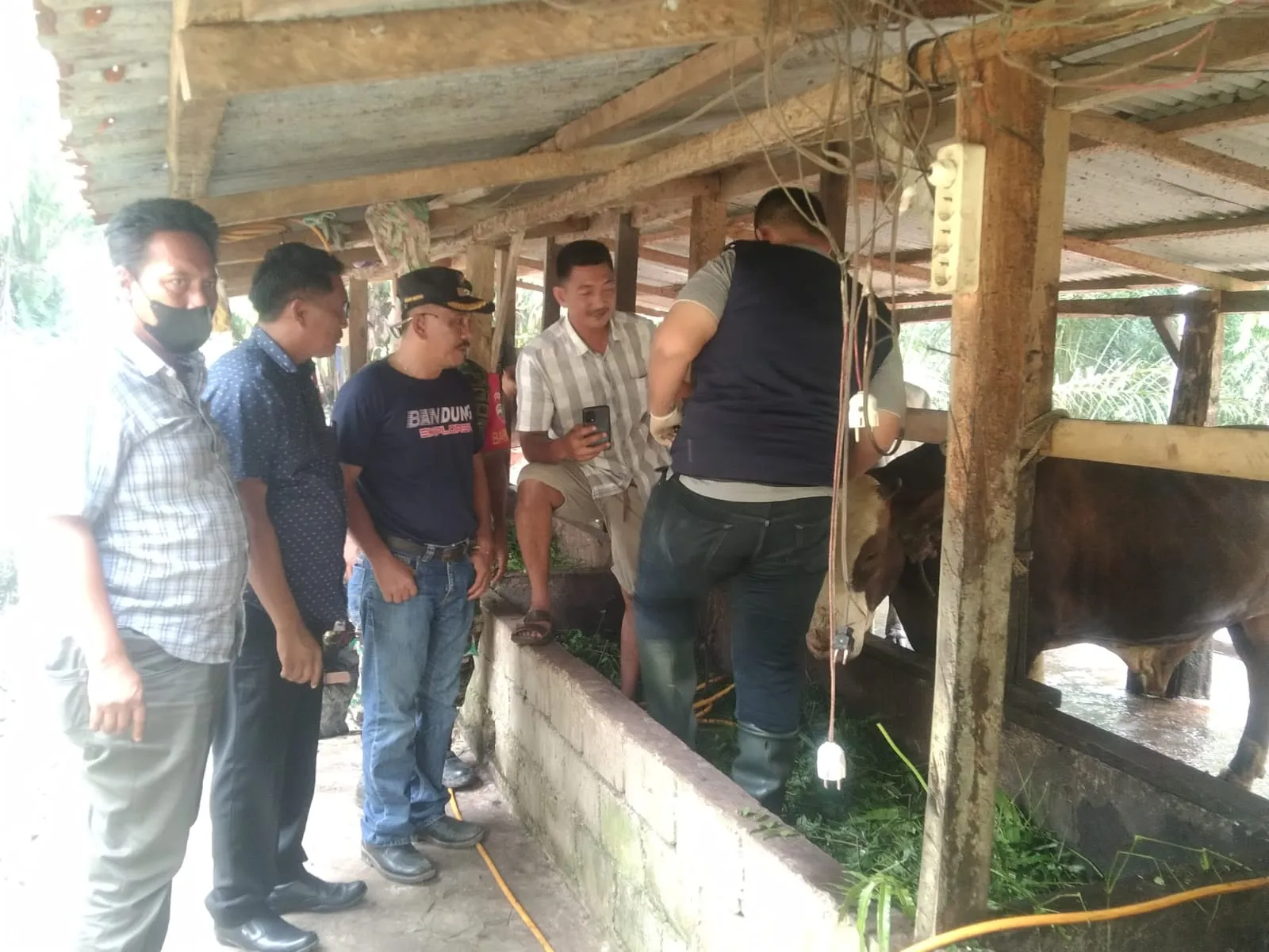 Kasus Matinya Ternak Di Hutaraja Tinggi Mendapat Perhatian Serius