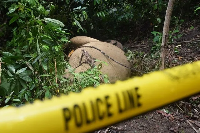 Gading Gajah Yang Hilang Di Agara Masih Jadi Misteri