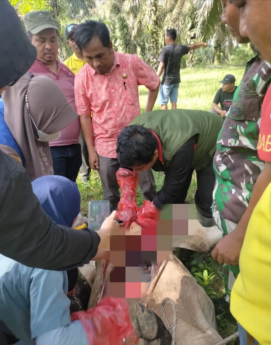 Dinas Peternakan Provsu Ambil Sampel Darah Dan Organ Ternak Terserang Virus