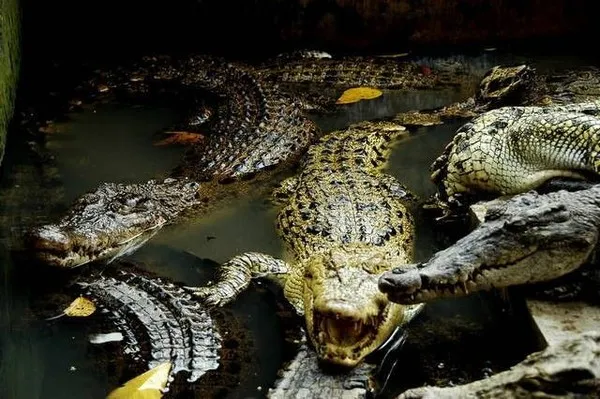 Banyak Buaya Muncul, Warga Batahan Resah