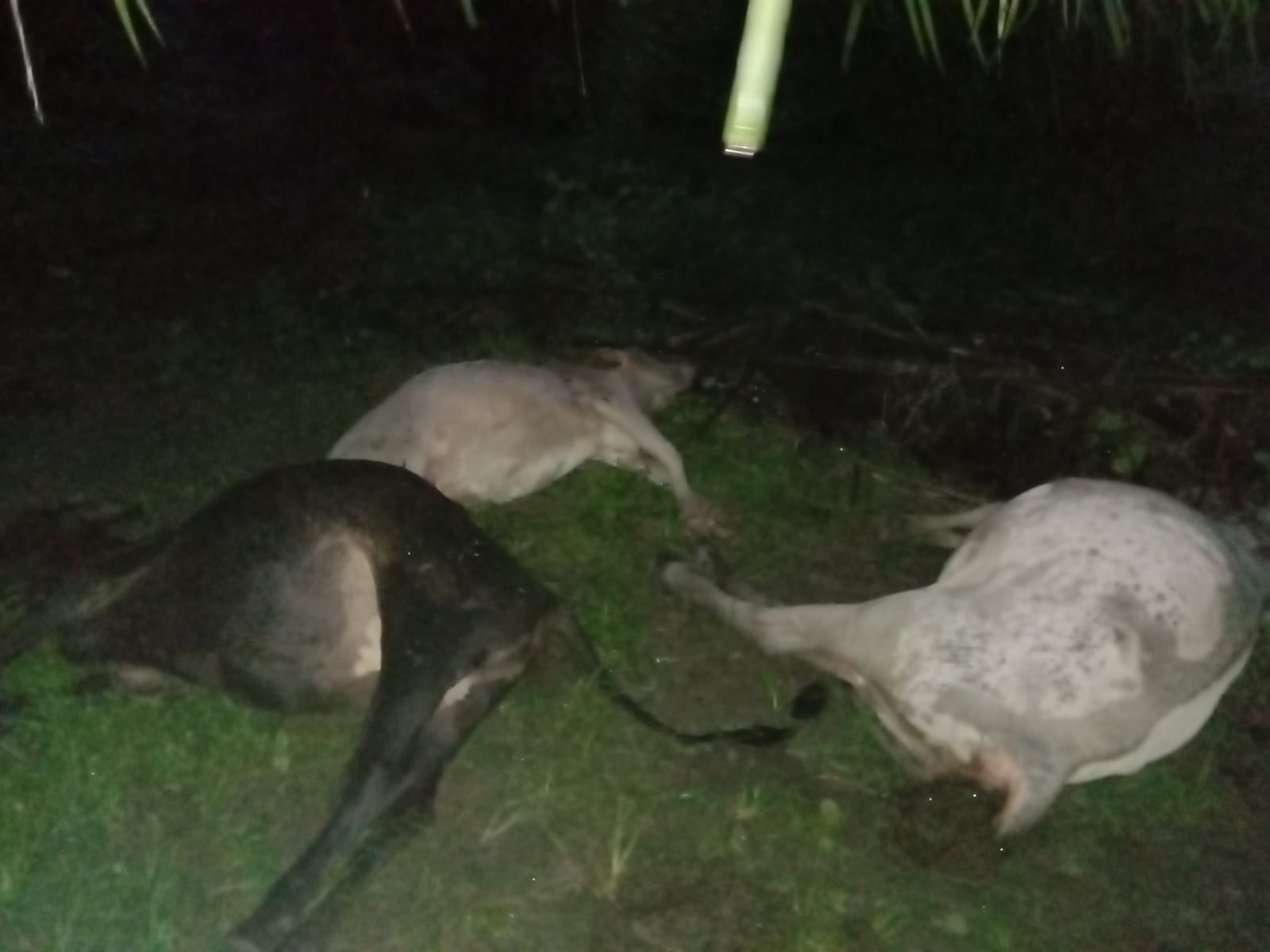 16 Ekor Lembu Mati Disambar Petir