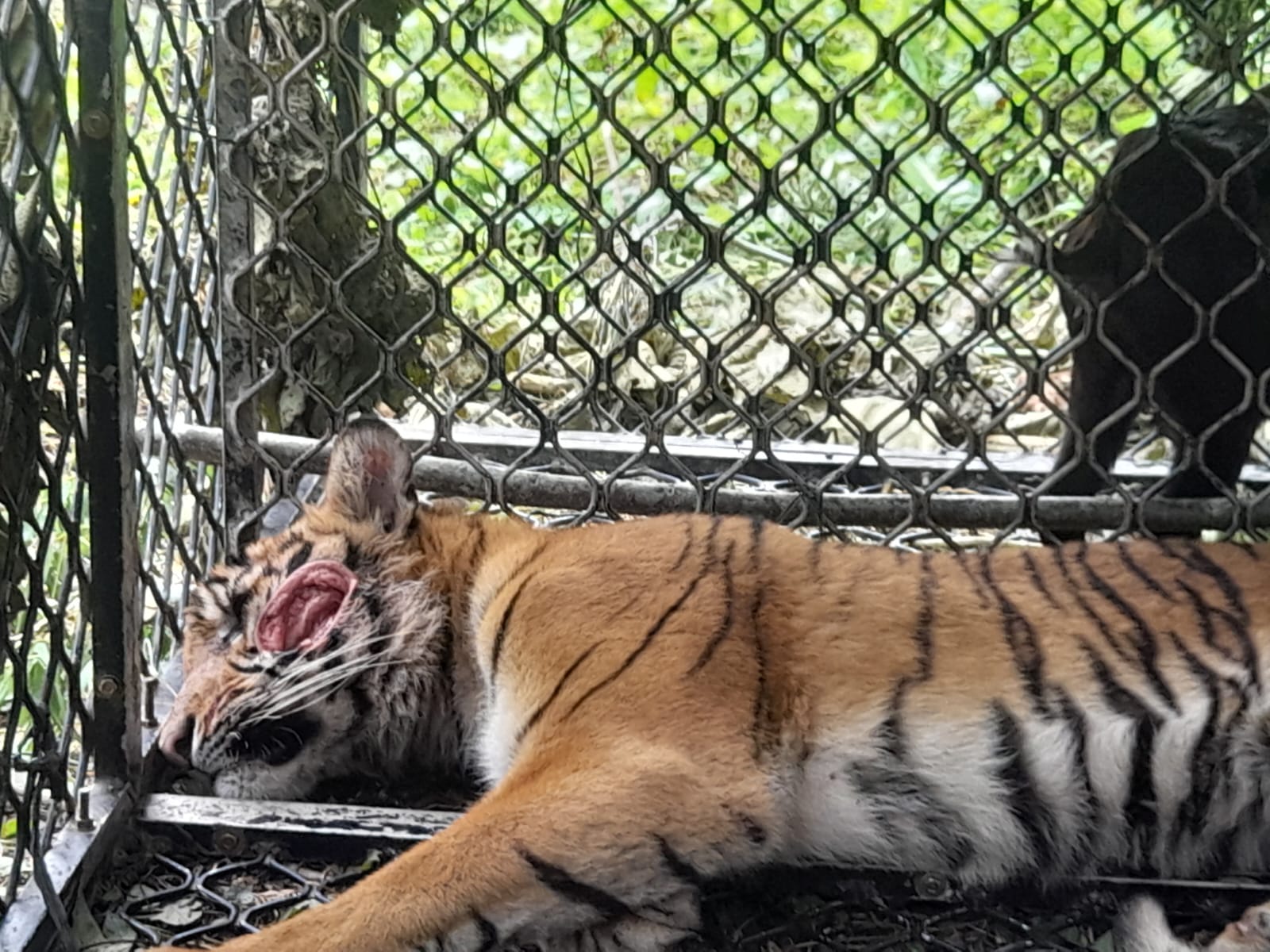 Harimau Di Kluet Tengah Masuk Perangkap
