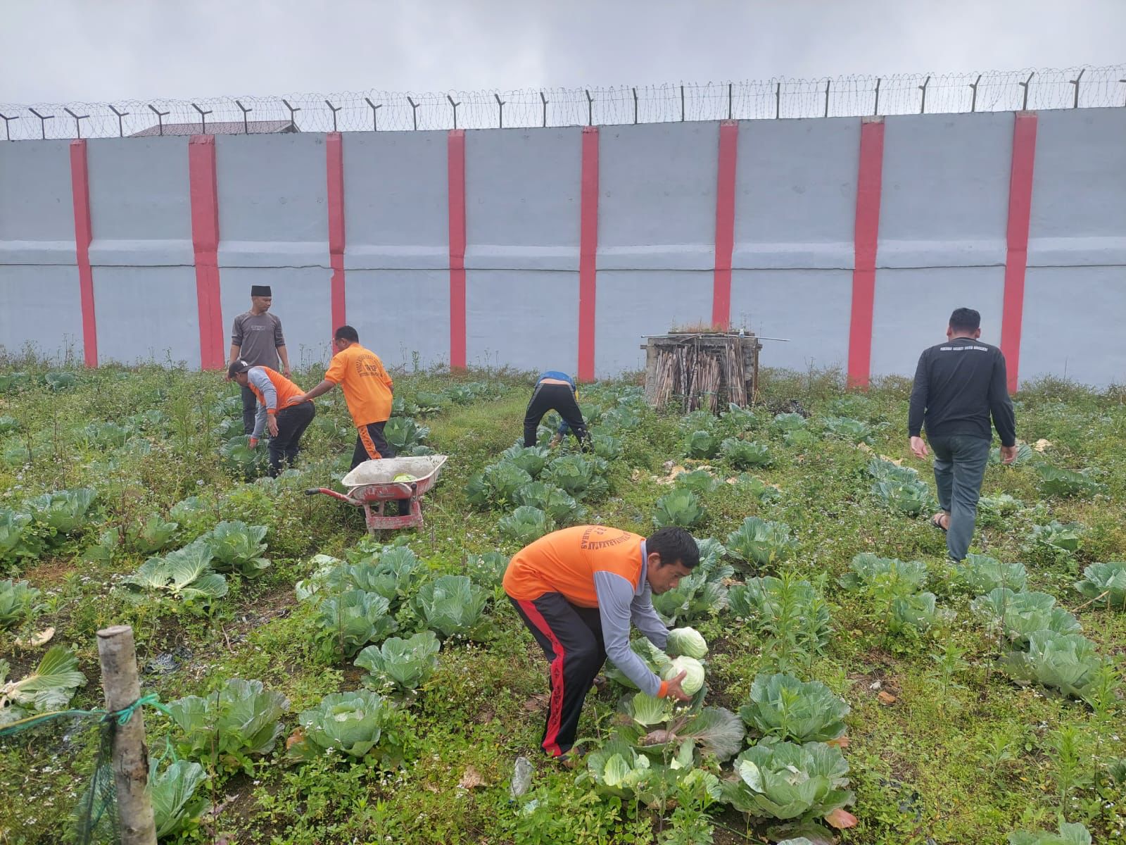 Rutan Kelas IIB Humbahas Kumham Sumut Panen Kubis