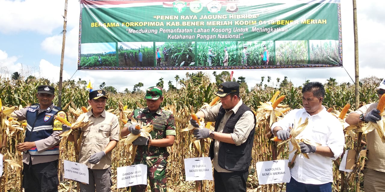 Atasi Laju Inflasi, Haili Yoga Panen Perdana Jagung Hibrida