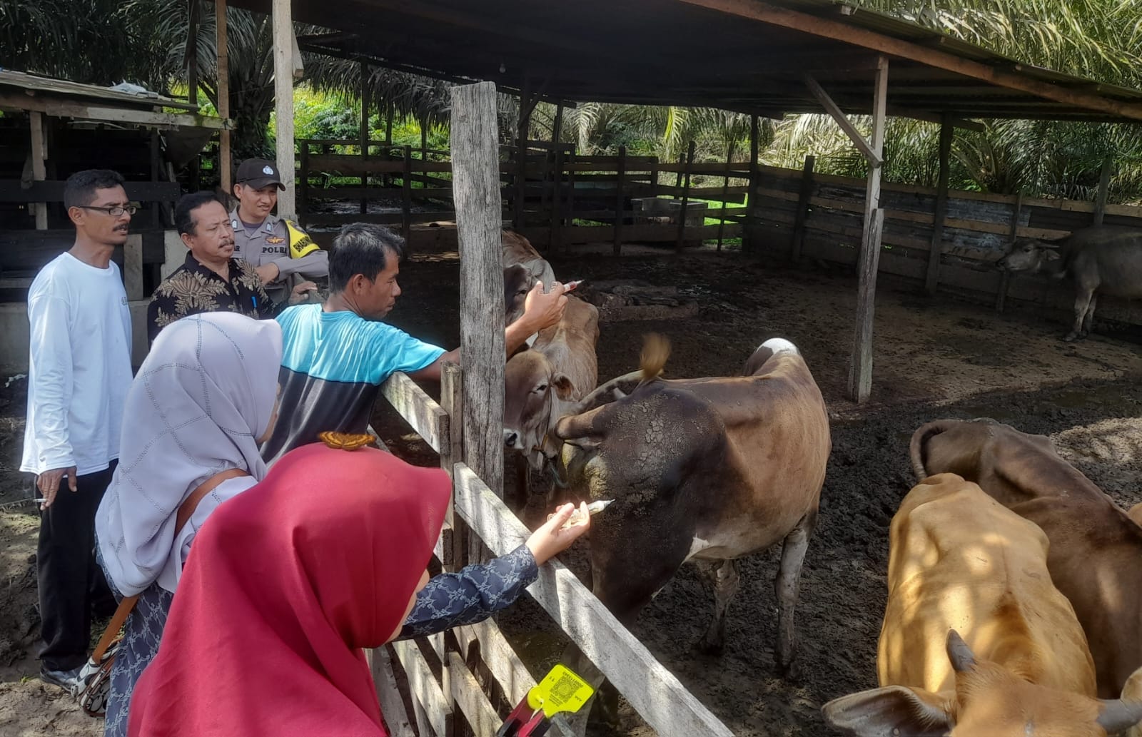 Dapat Jatah 2 Ribu Dosis, Puluhan Ternak Divaksin Cegah PMK Di Aceh Singkil