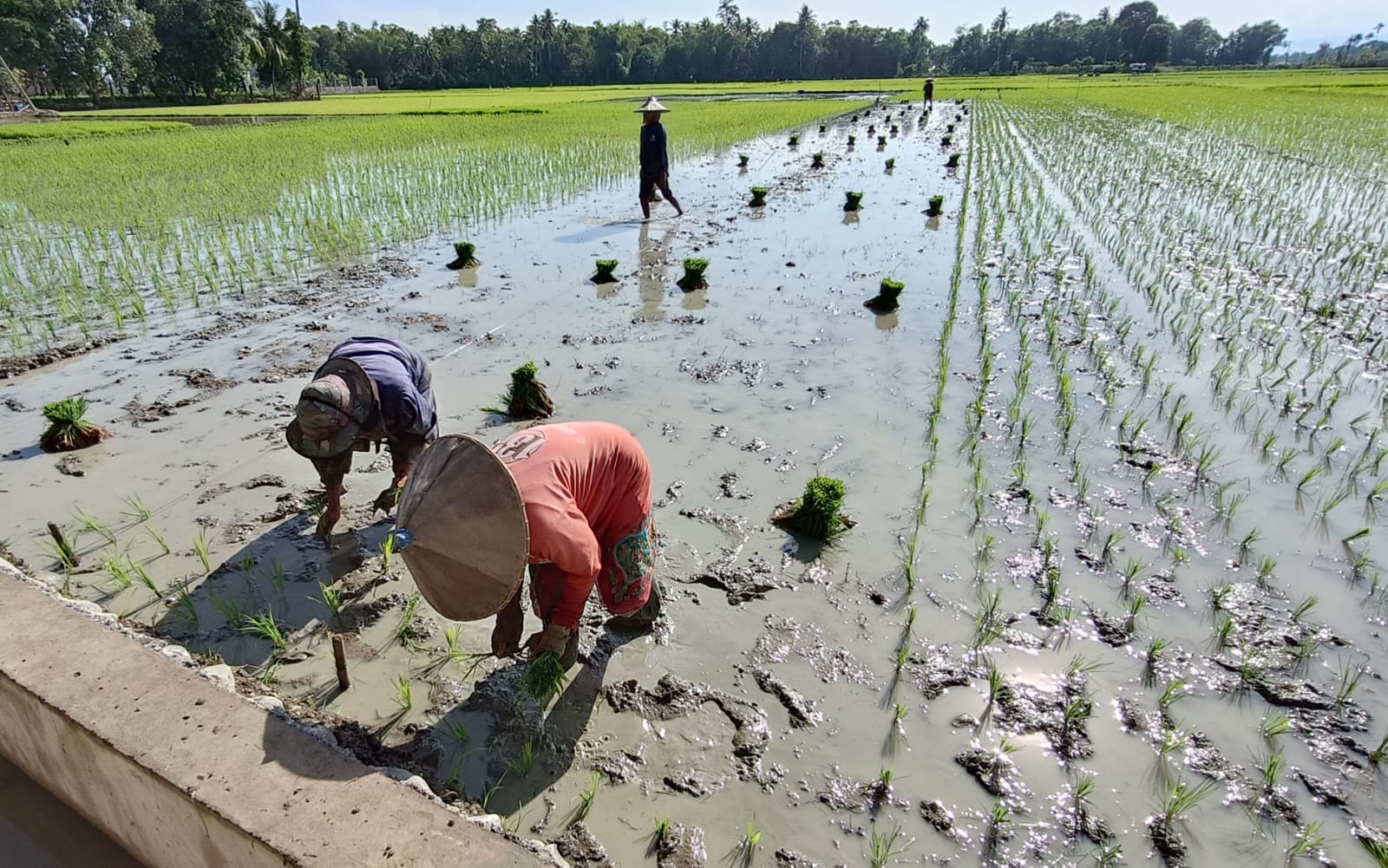 Kabupaten Pidie Masih Butuh Banyak Traktor