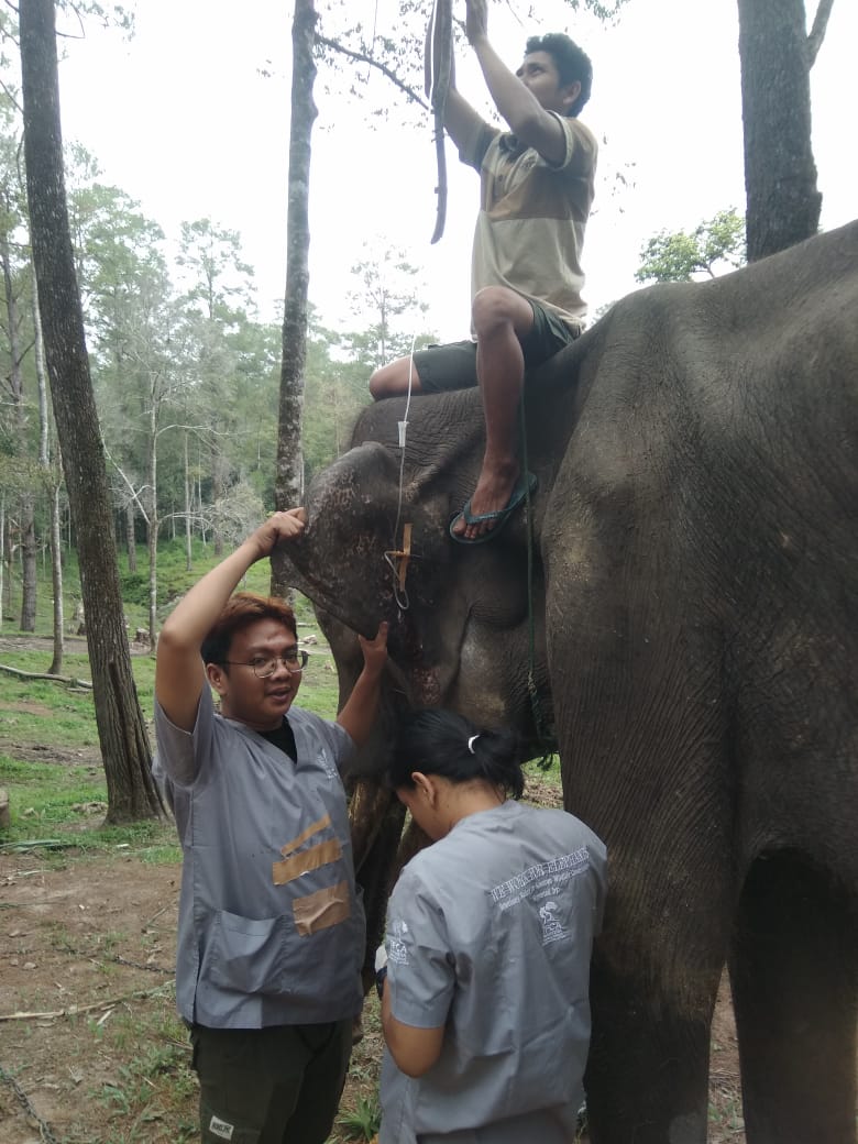 Dwiki, Gajah ANECC Simalungun Mati Karena Sakit