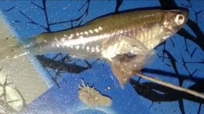 Heboh, Perut ikan Dibelah, Isinya Kutu Kura-kura Hidup