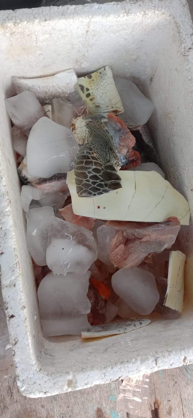 Heboh Di Medsos Potongan Daging Penyu Dibawa Ke Nias, Masyarakat Minta Tangkap Pelaku
