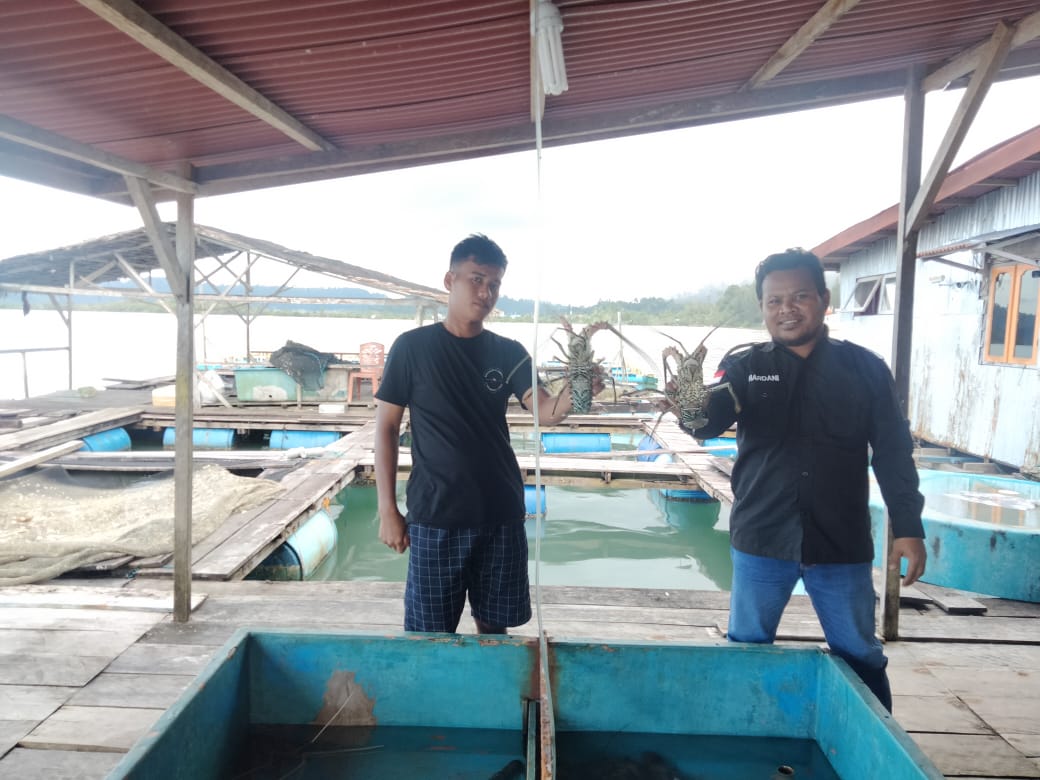 Lobster Di Simeulue Berkurang