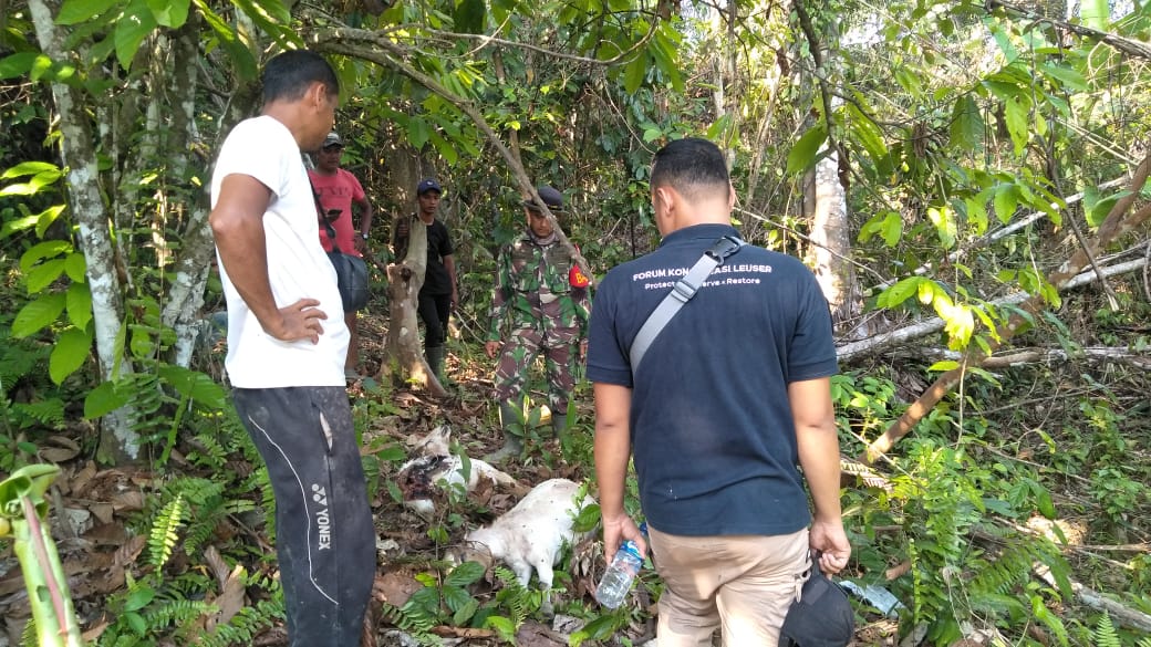 Tiga Ternak Warga Mati Dimangsa Harimau