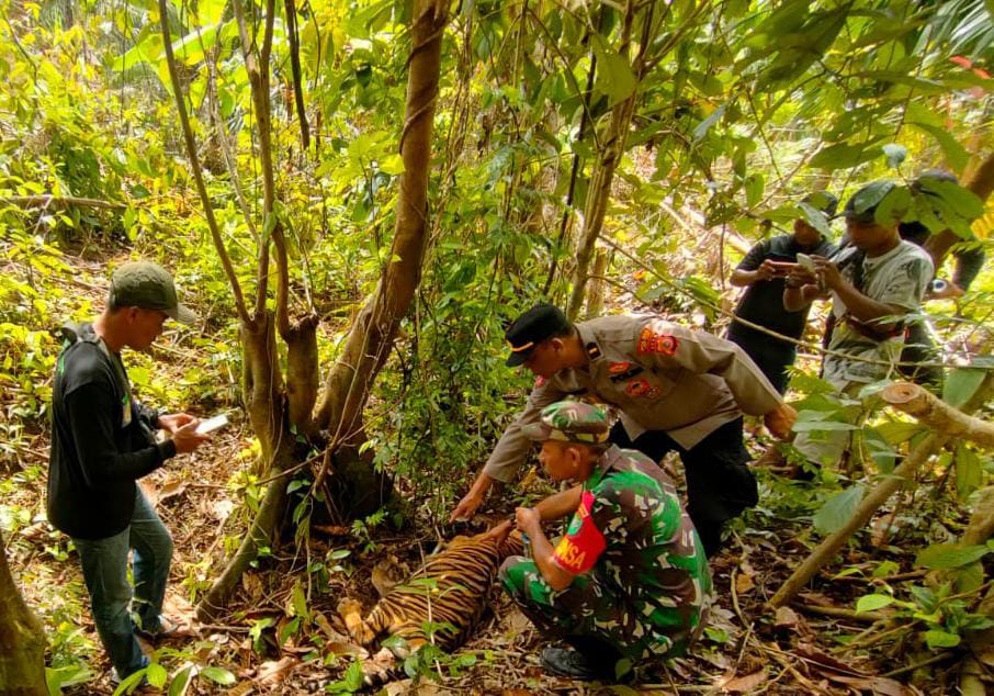 Kematian Harimau Sumatera Diselidiki