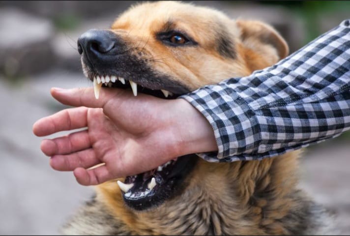 Tiga Warga Bener Meriah Diserang Anjing Gila