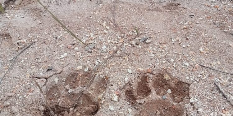 Ada Jejak Harimau, 2 Lembu Warga Tapsel Hilang, 1 Mati Dicabik