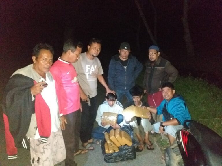 3 Tersangka Ditangkap, 23 Kg Ganja Diamankan