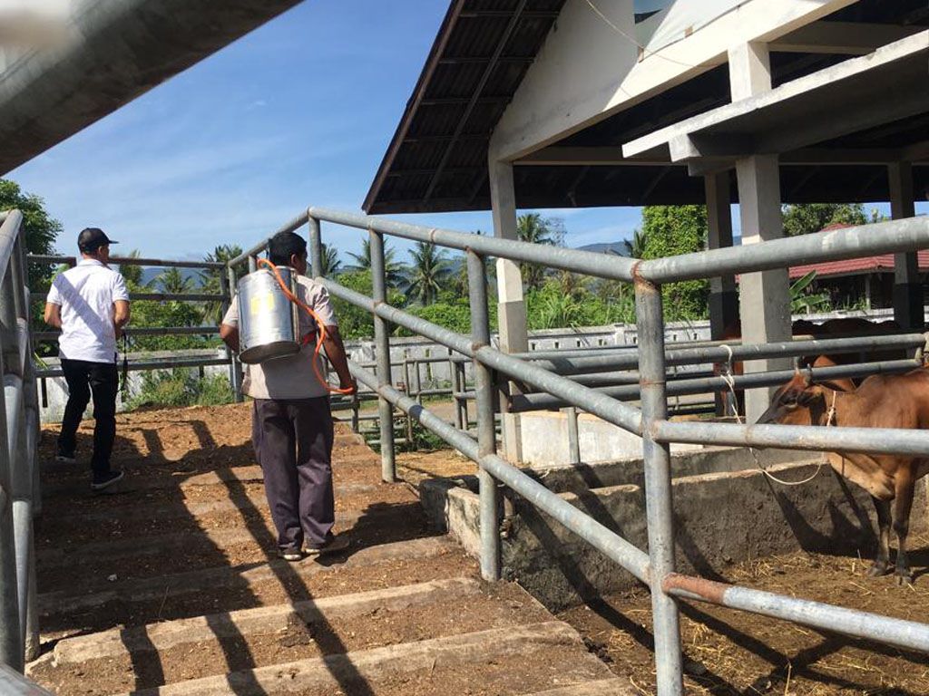 Meningkat, Aktivitas Pemotongan Hewan Saat Meugang Di RPH Lambaro