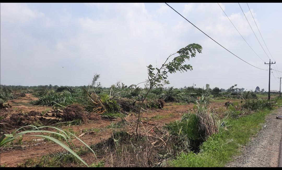 PTPN-2: Lahan HGU Nomor 103 Kebun Bulu Cina Diduga Diperjualbelikan
