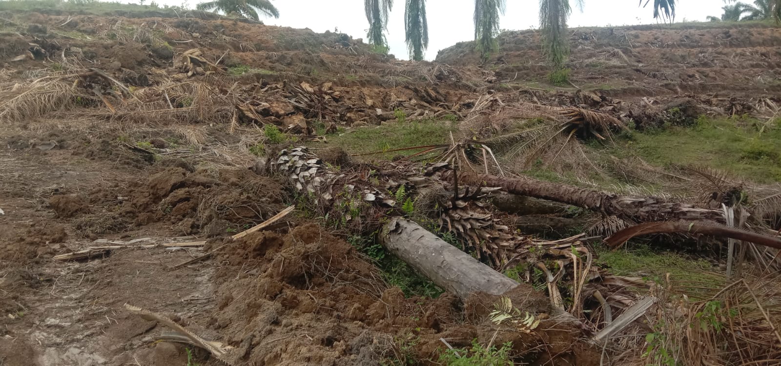 Pekerjaan Replanting Amburadul, Manager PTPN-4 Kebun Marihat Terkesan Tutup Mata