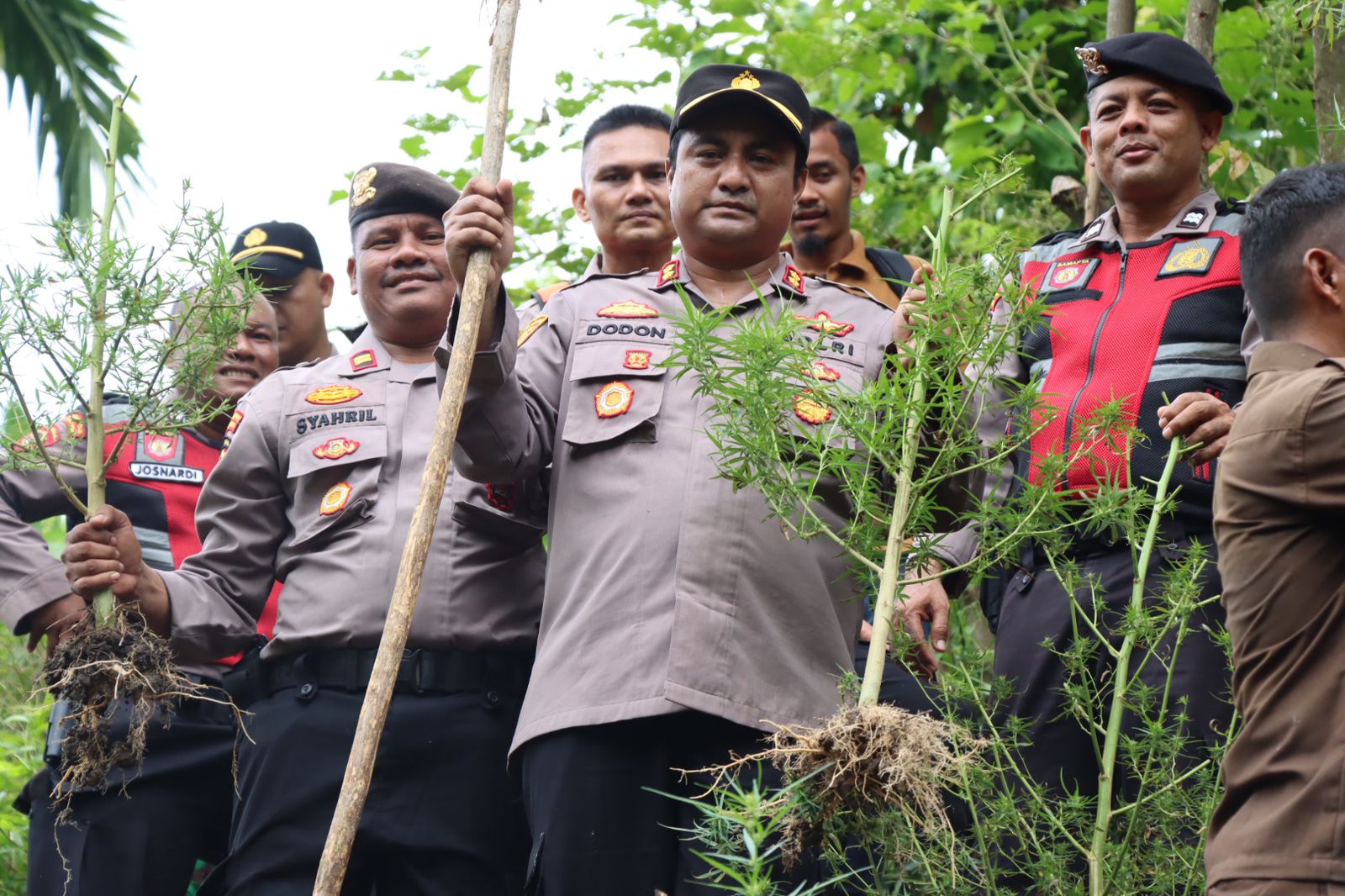 Ratusan Batang Ganja Dimusnahkan Di Pijay