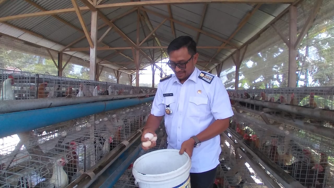 Di Nagan Pengusaha Ayam Kampung Hasilkan 480 Butir Telur Perhari